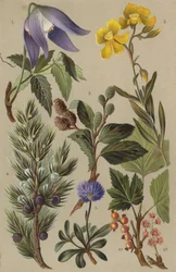 Flore alpine